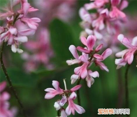 多花木兰的花语是什么 多花木兰有什么特点