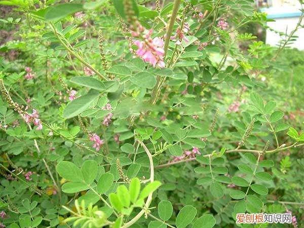 多花木兰的花语是什么 多花木兰有什么特点