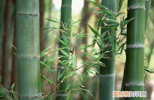 竹子的作用有哪些竹子的种类有哪些