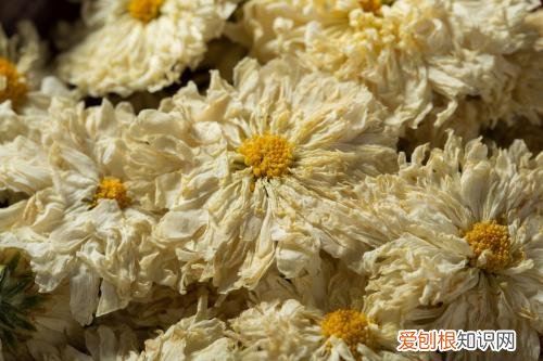 贡菊的功效与作用大揭秘喝贡菊花茶有什么好处