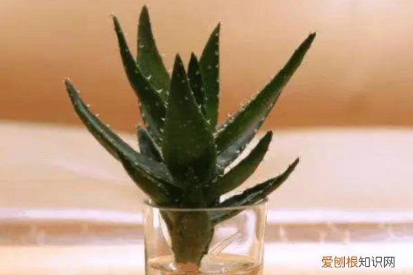 水培烂根怎么处理 水培烂根一招全消灭,叶子绿得能滴油!