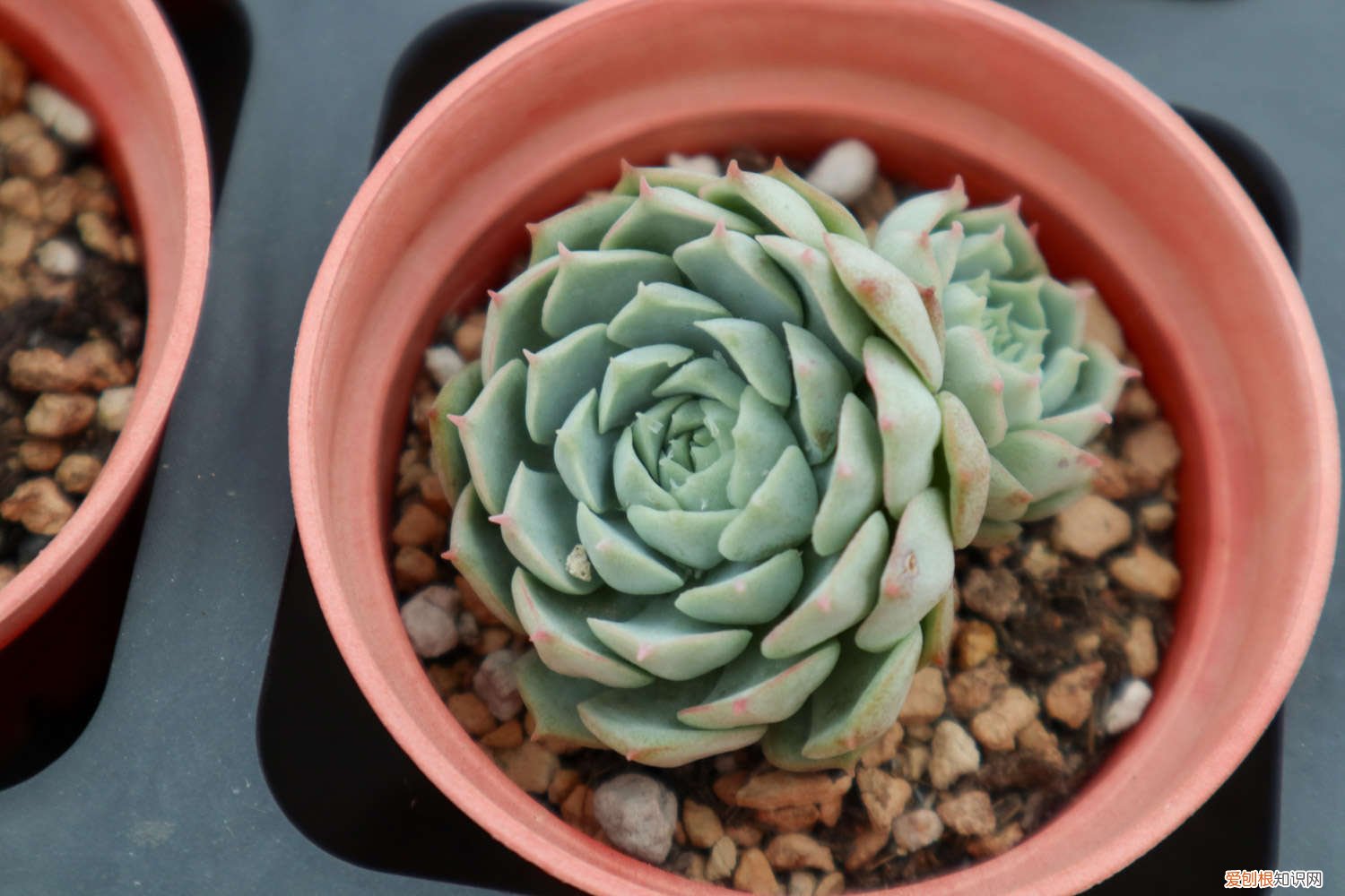 她把多肉种在篮子里，拎着出门买菜，路上人全都回头看！