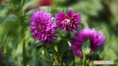 不容易死的水养花 养花总养死是哪出问题了？原来“半截水”危害这么大呢！