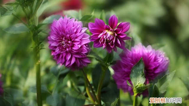 不容易死的水养花 养花总养死是哪出问题了?原来“半截水”危害这么大呢!