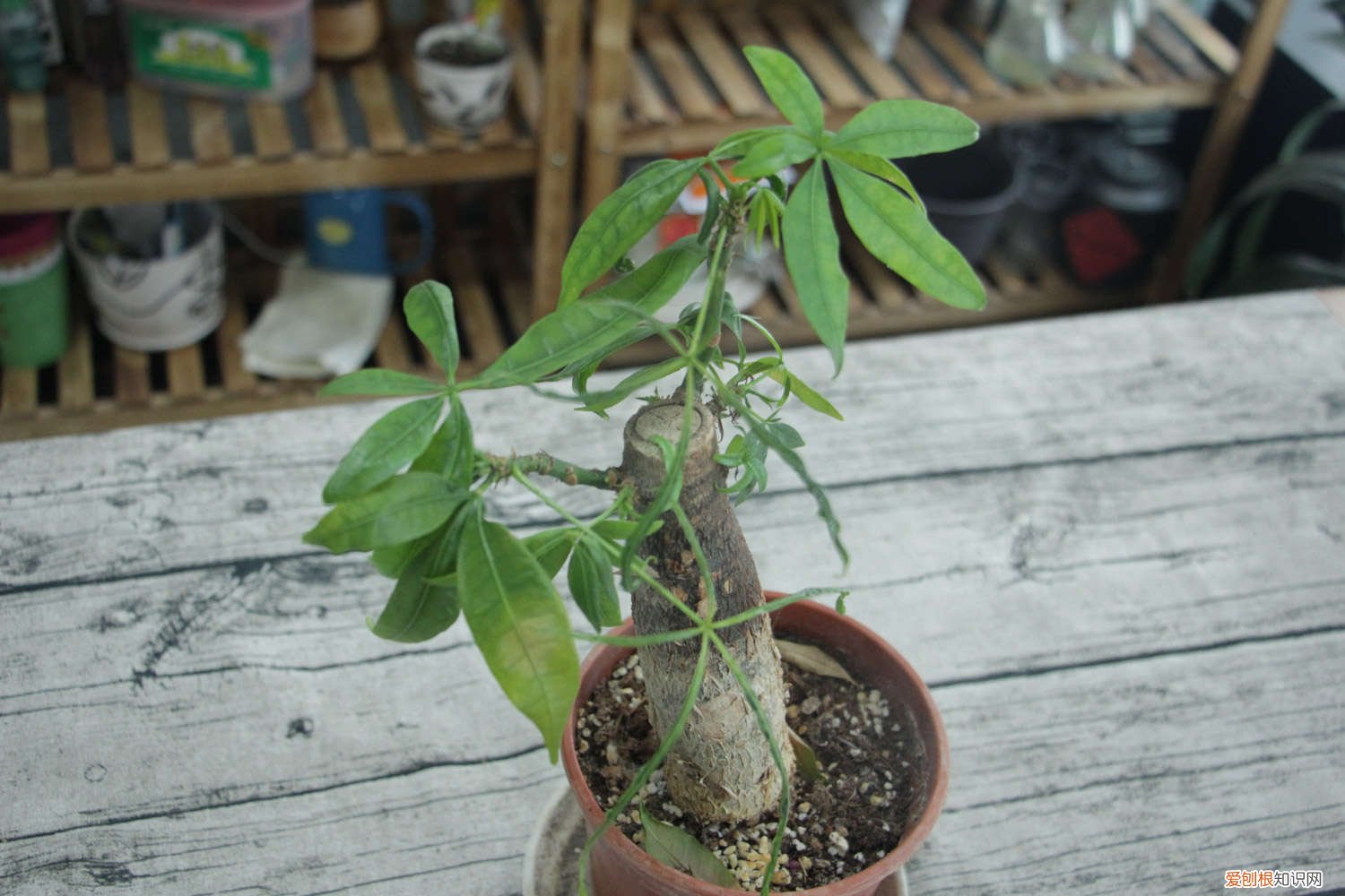 发财树适合什么时候换盆 绿萝发财树…现在是最佳换盆期，再晚秋天都熬不过！