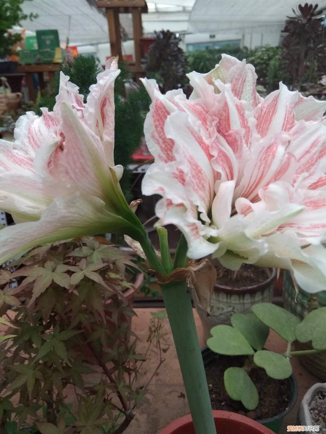 朱顶红休眠后多长时间浇水 朱顶红怎么休眠