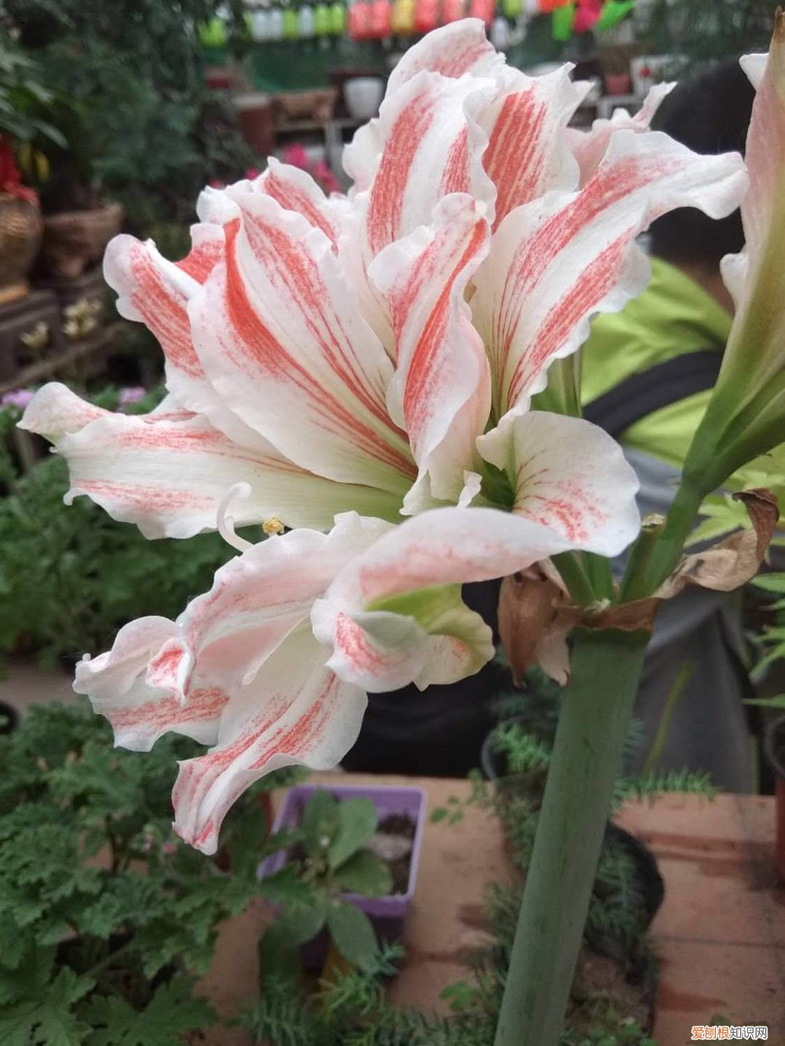 朱顶红休眠后多长时间浇水 朱顶红怎么休眠