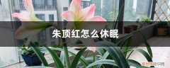 朱顶红休眠后多长时间浇水 朱顶红怎么休眠