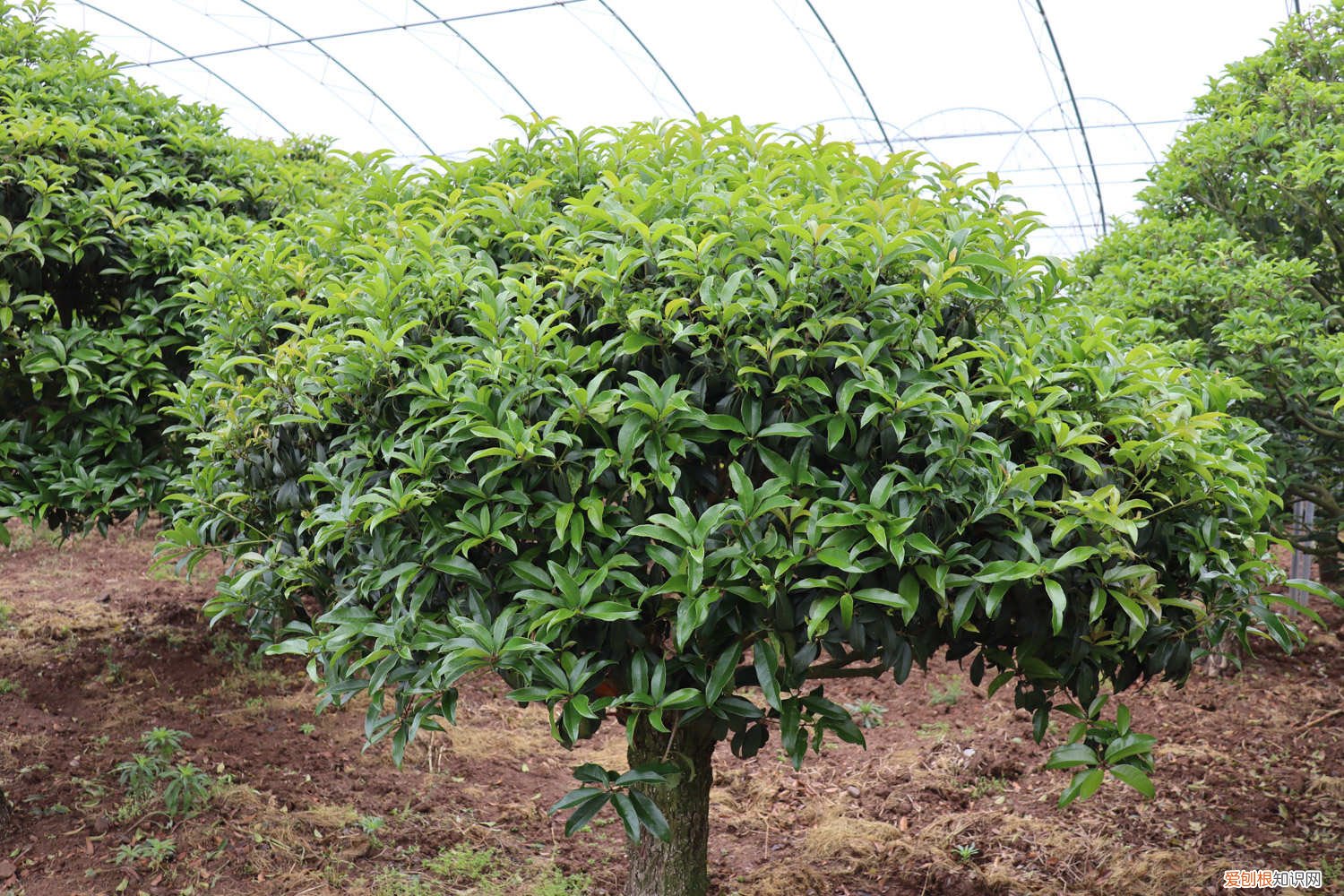 桂花需要修剪枝吗 桂花如何修剪开花多