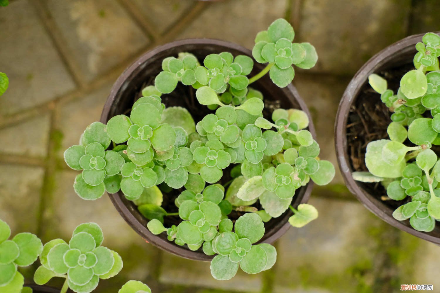 植物碰碰香的养殖方法 碰碰香怎么养茂盛