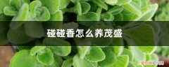 植物碰碰香的养殖方法 碰碰香怎么养茂盛