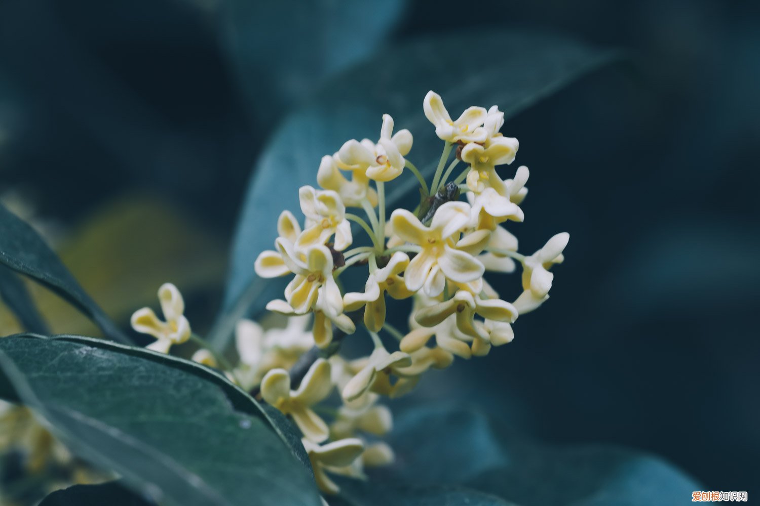 桂花如何施肥效果好 桂花如何施肥