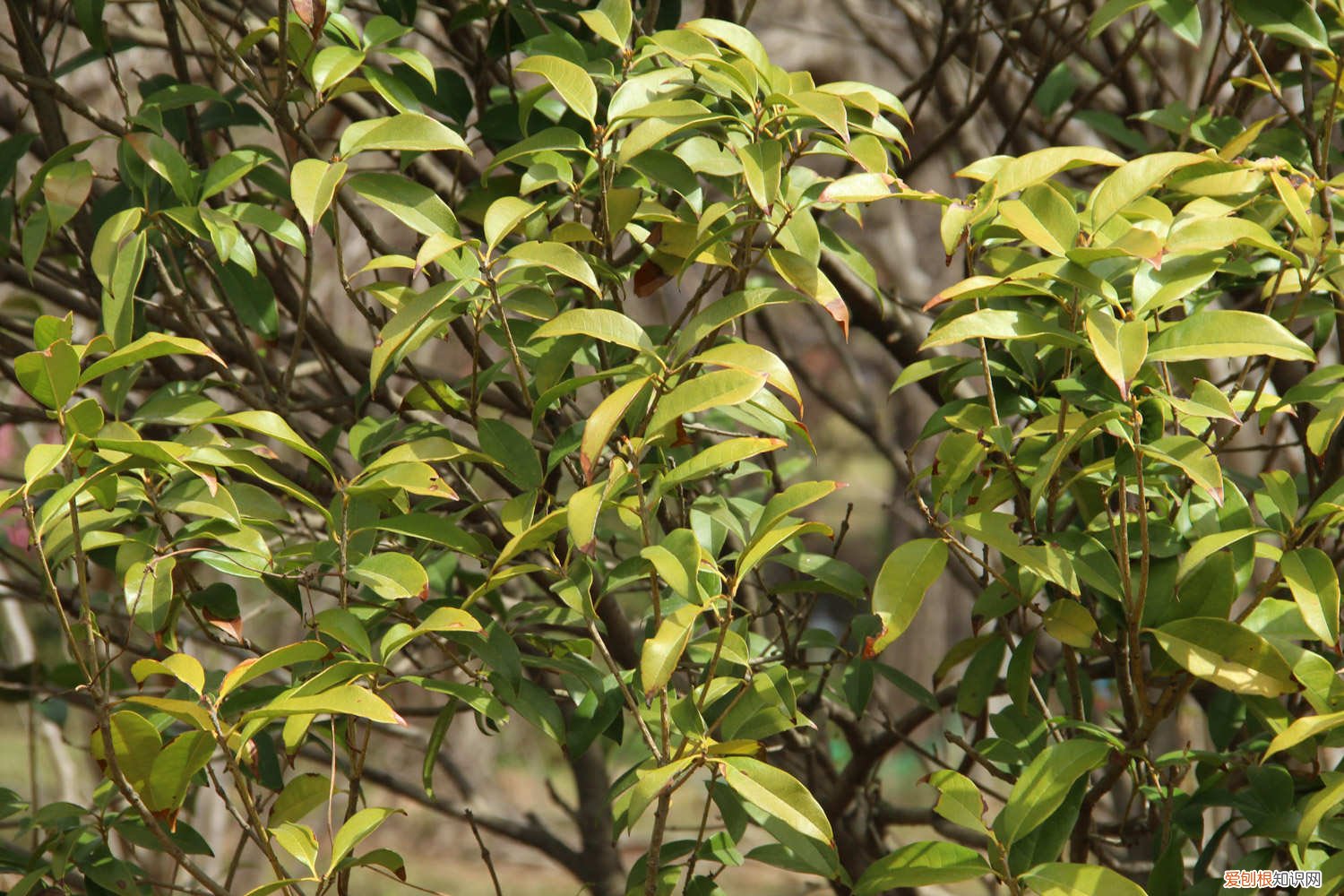 桂花如何施肥效果好 桂花如何施肥
