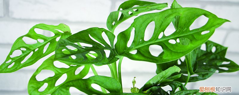 怎样判断浇花时水是否浇透 如何判断给花浇水，如何判断浇水过多