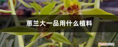 蕙兰大一品几苗容易开花 蕙兰大一品用什么植料，容易开花吗，好养吗