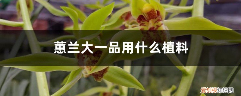 蕙兰大一品几苗容易开花 蕙兰大一品用什么植料，容易开花吗，好养吗