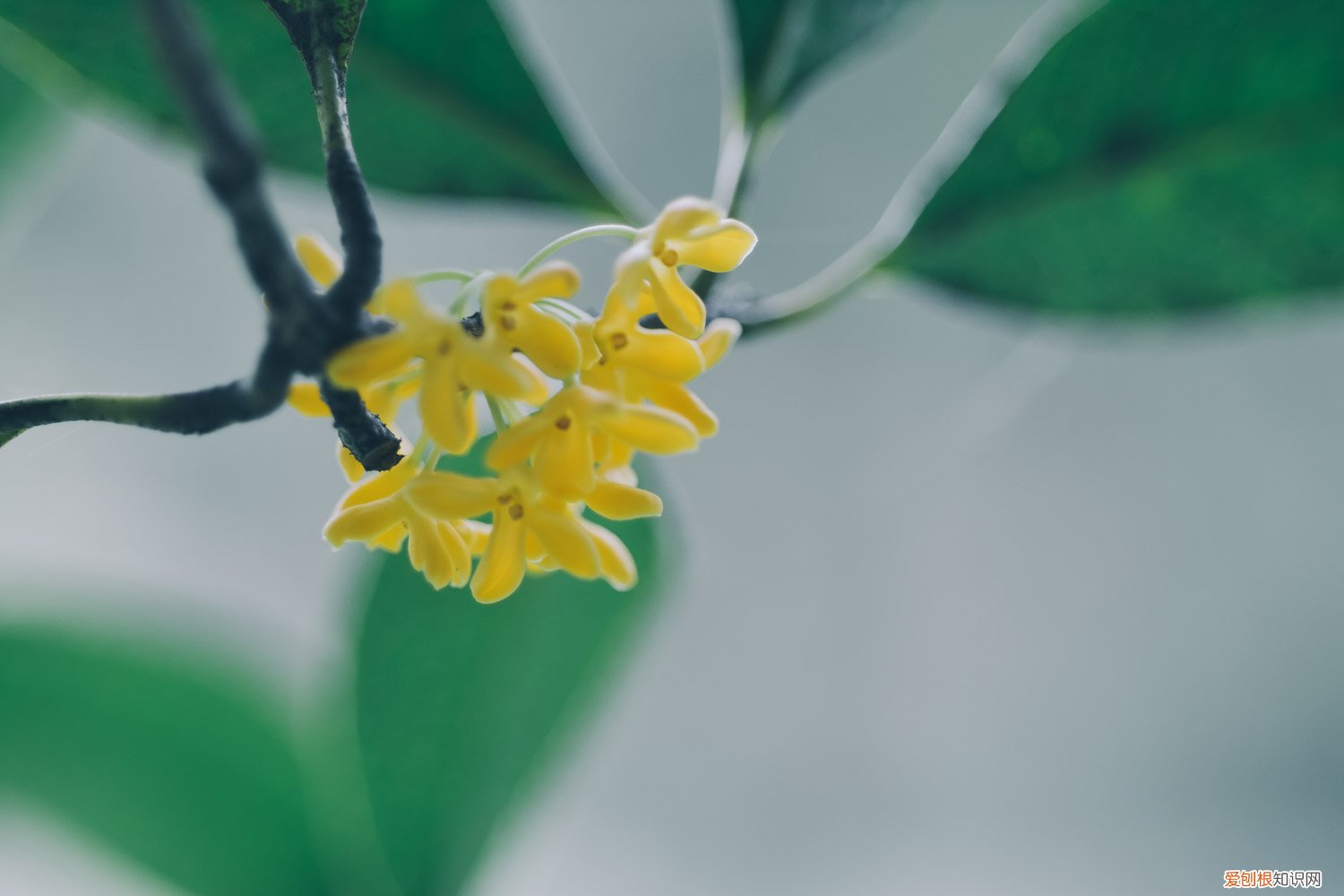 桂花如何育苗 桂花怎样育苗