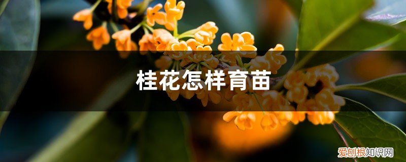 桂花如何育苗 桂花怎样育苗
