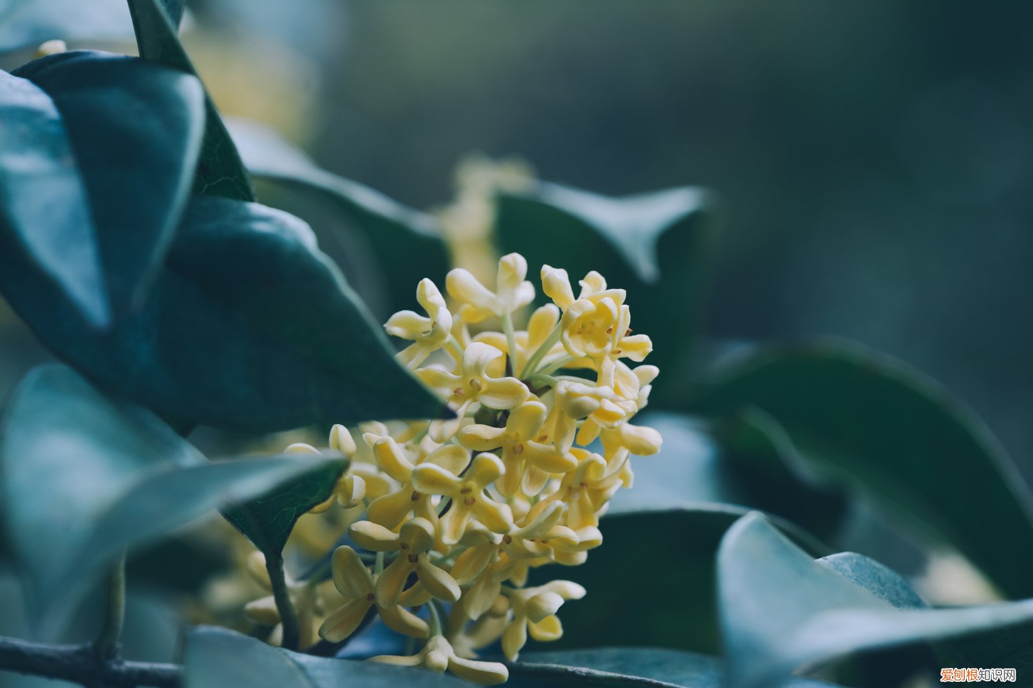 桂花树苗追肥用什么肥好 桂花怎样追肥