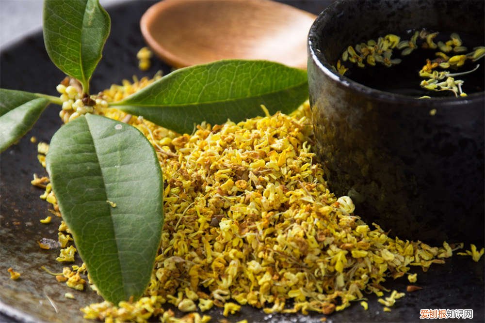 桂花如何繁殖,今天教大家两招扦插方法,7天就能生根了 桂花如何繁殖