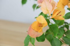 三角梅的修剪方法图三角梅如何爬藤 三角梅的修剪方法