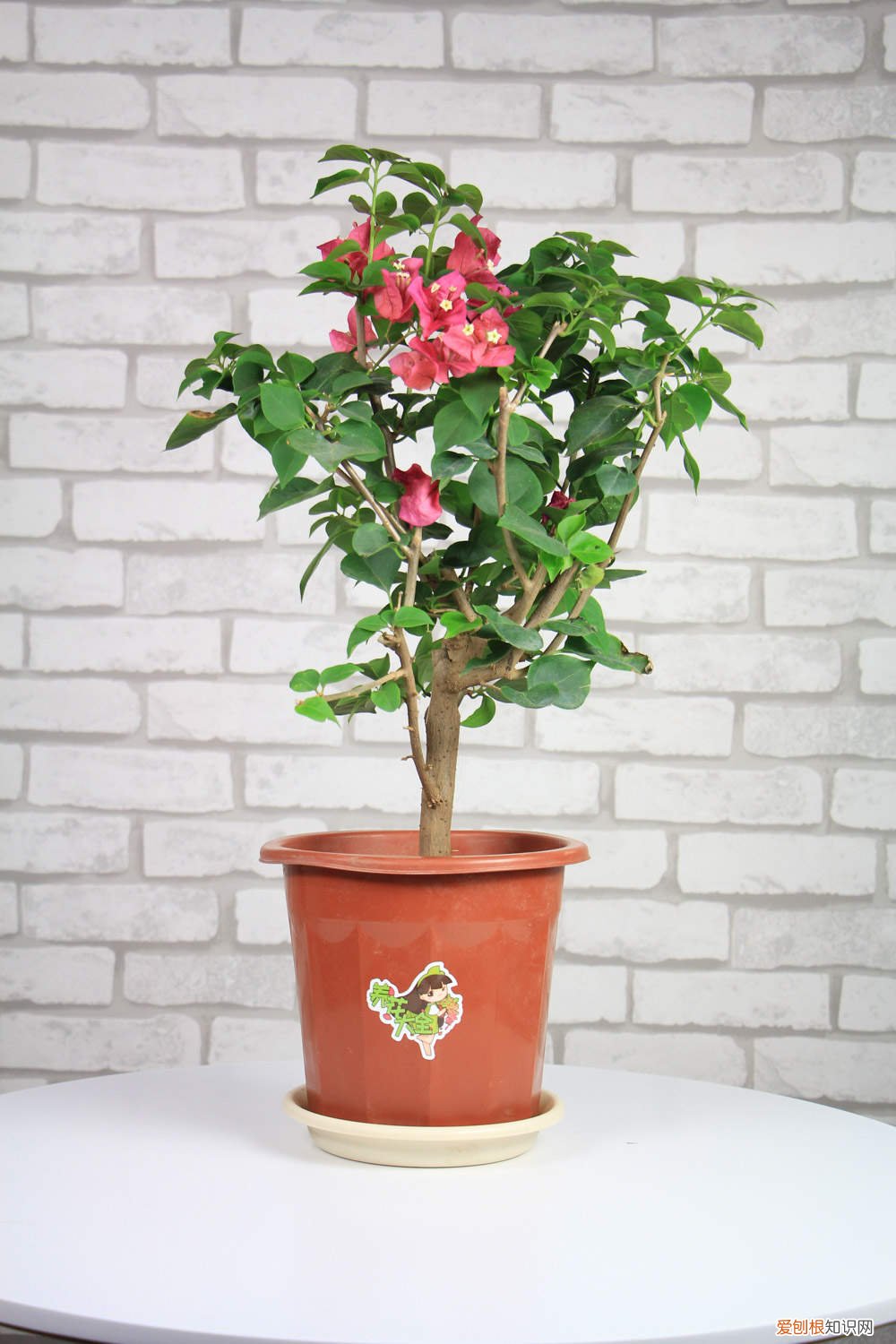 三角梅的修剪方法图三角梅如何爬藤 三角梅的修剪方法