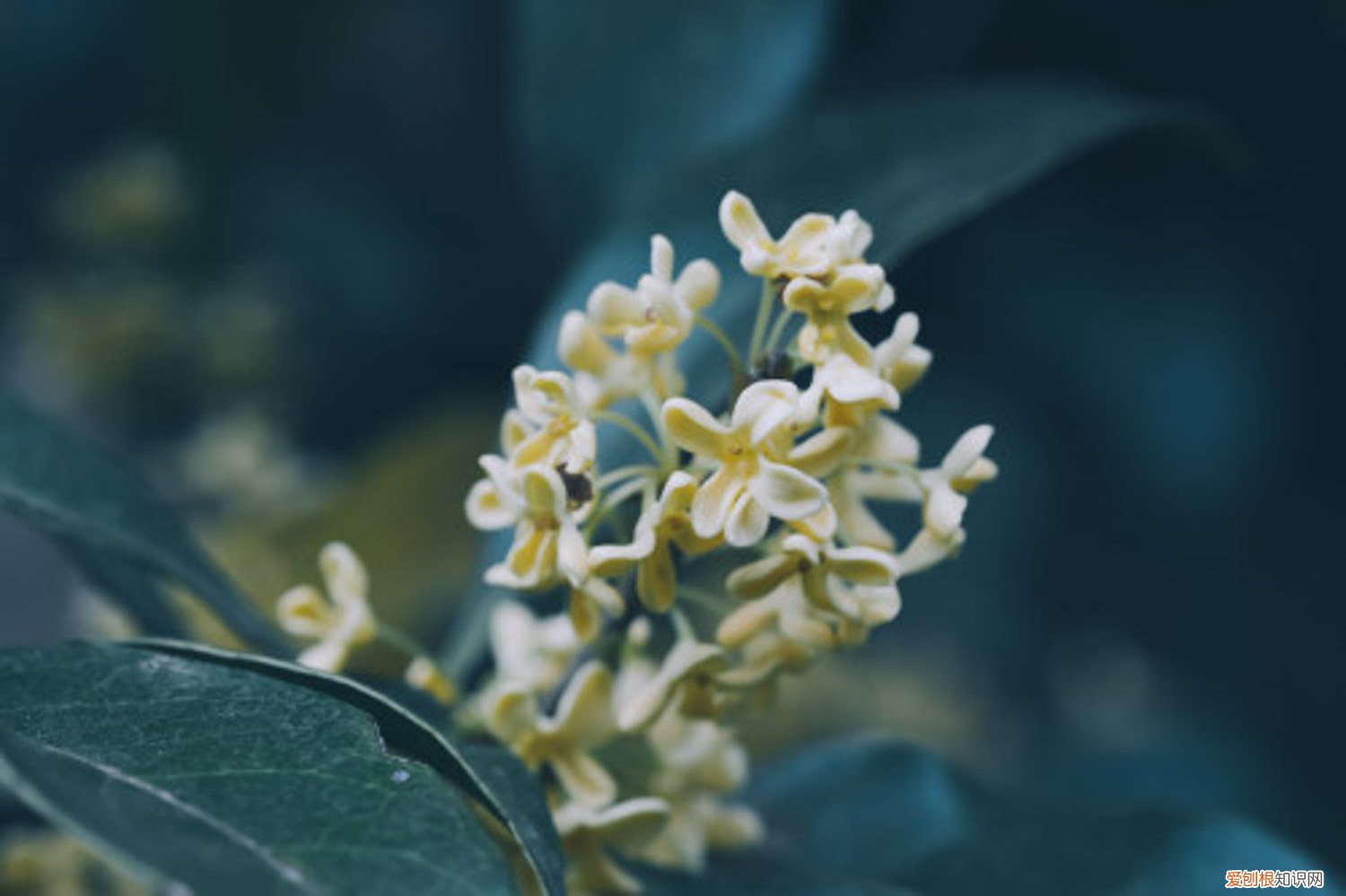 桂花怎么保存香味 桂花怎样保存香味