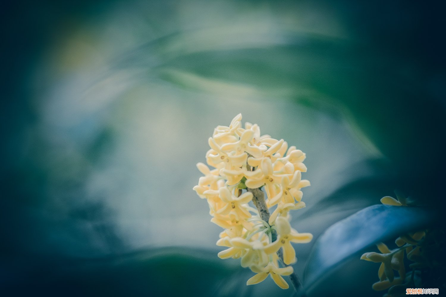 桂花怎么保存香味 桂花怎样保存香味