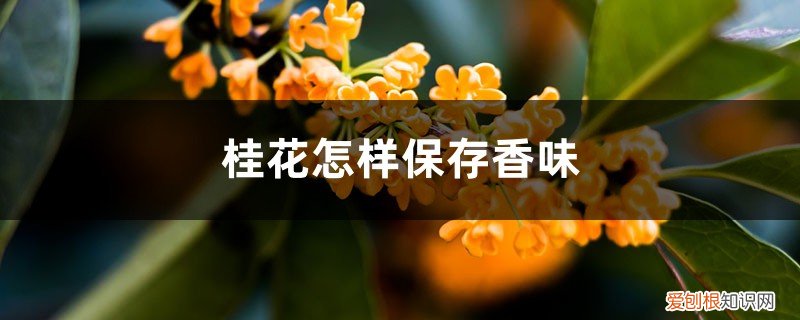 桂花怎么保存香味 桂花怎样保存香味