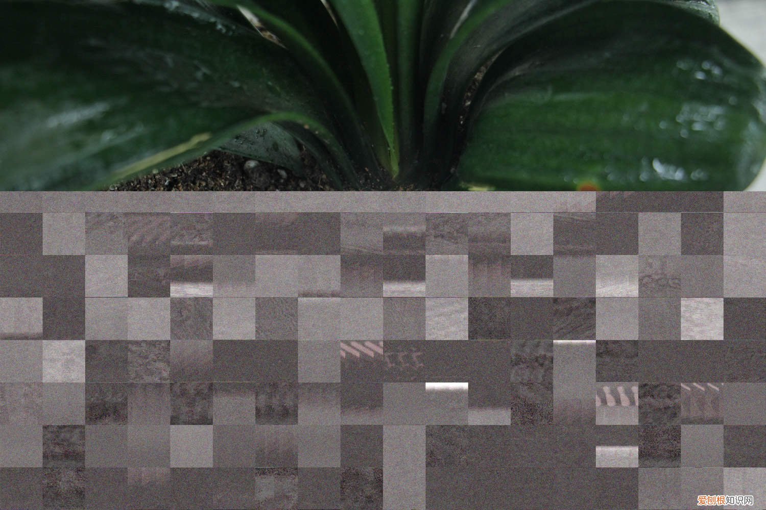 蝴蝶兰怎么养才能开花 君子兰怎么养才能开花