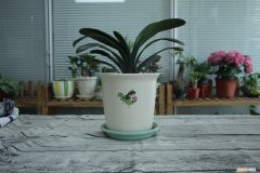 蝴蝶兰怎么养才能开花 君子兰怎么养才能开花