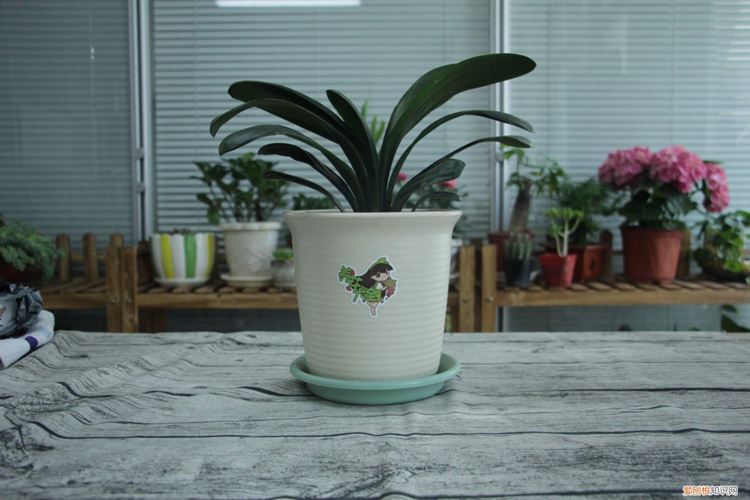 蝴蝶兰怎么养才能开花 君子兰怎么养才能开花