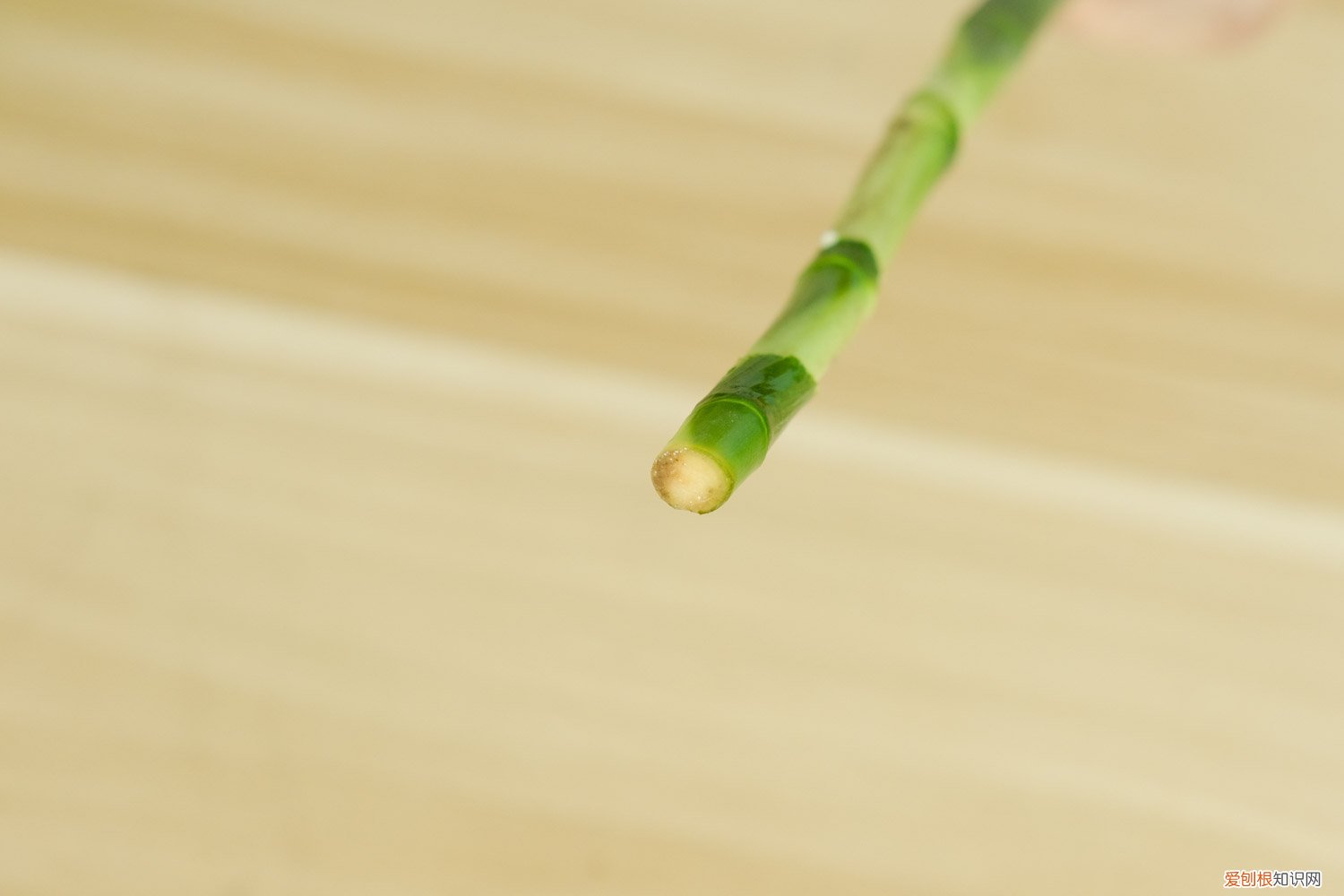 富贵竹怎样养叶子才会更绿 富贵竹怎么养才能更旺盛