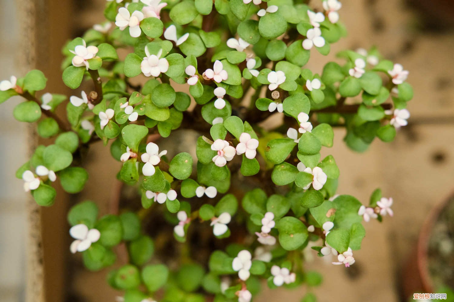 金枝玉叶怎么养才变红 金枝玉叶怎么养