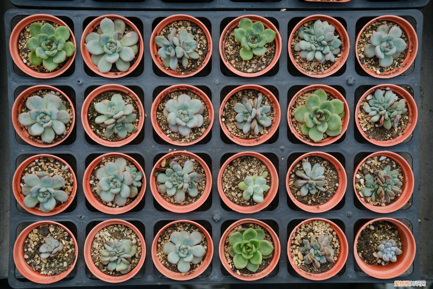 多肉纸风车的养殖方法 纸风车多肉怎么养,怎么控养