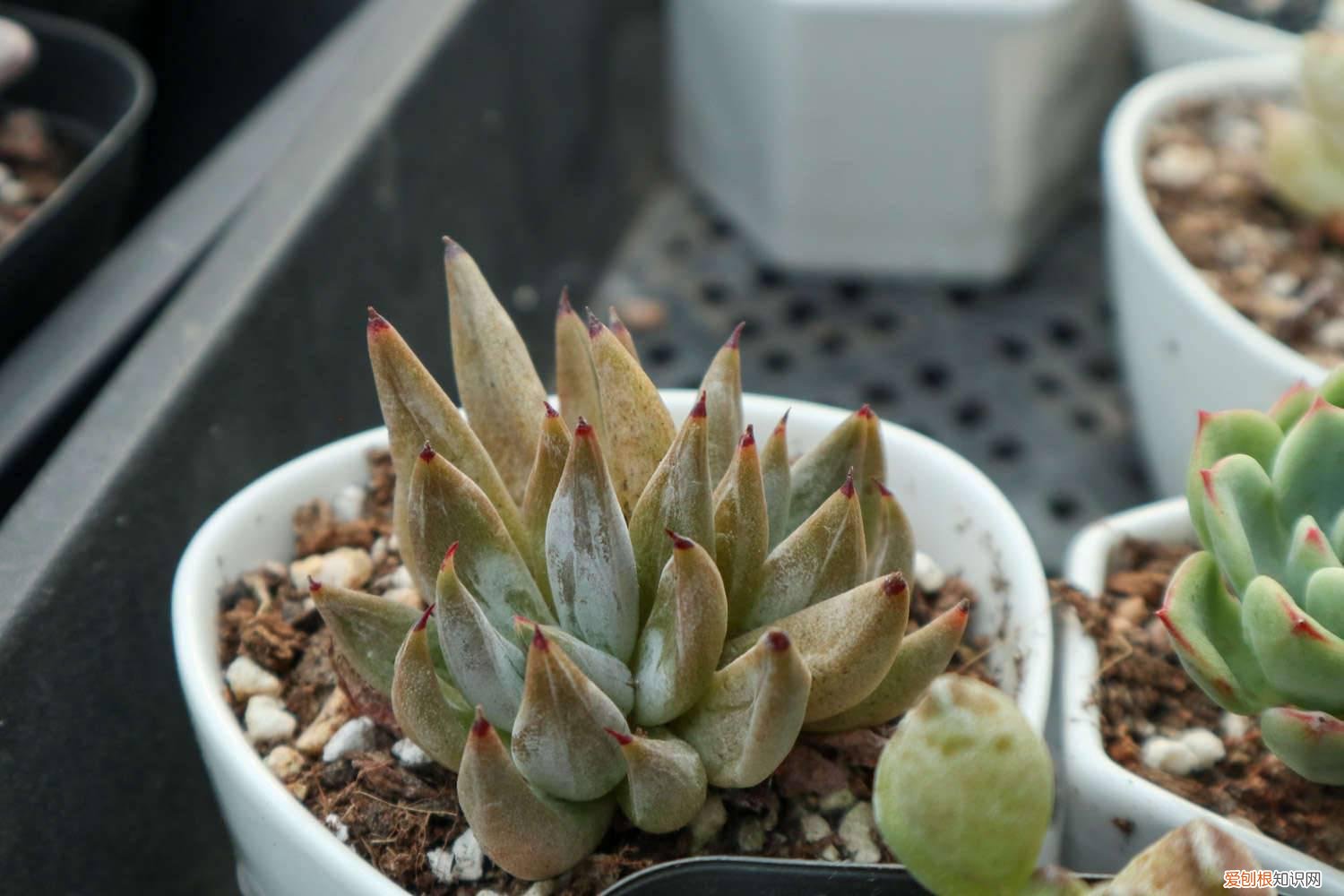 淡雪多肉如何繁殖 雪山多肉怎么养，怎么繁殖