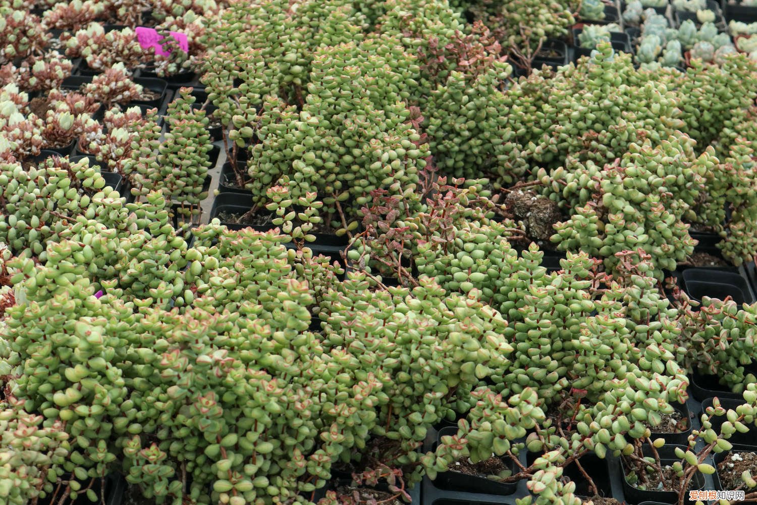 奶油黄桃多肉怎么养,容易出状态吗 奶油黄桃多肉怎么养，容易出状态吗