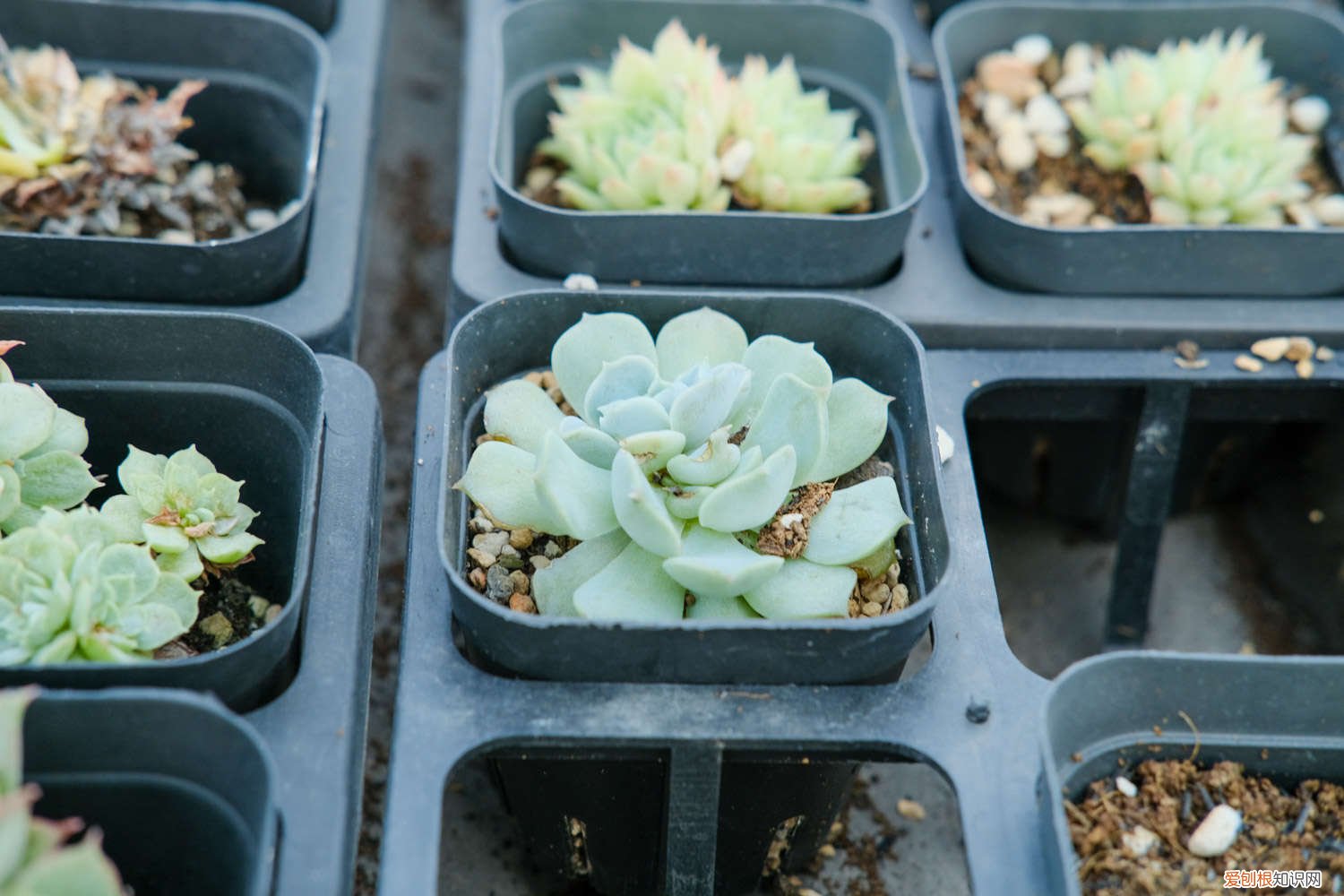 奶油黄桃多肉怎么养,容易出状态吗 奶油黄桃多肉怎么养，容易出状态吗