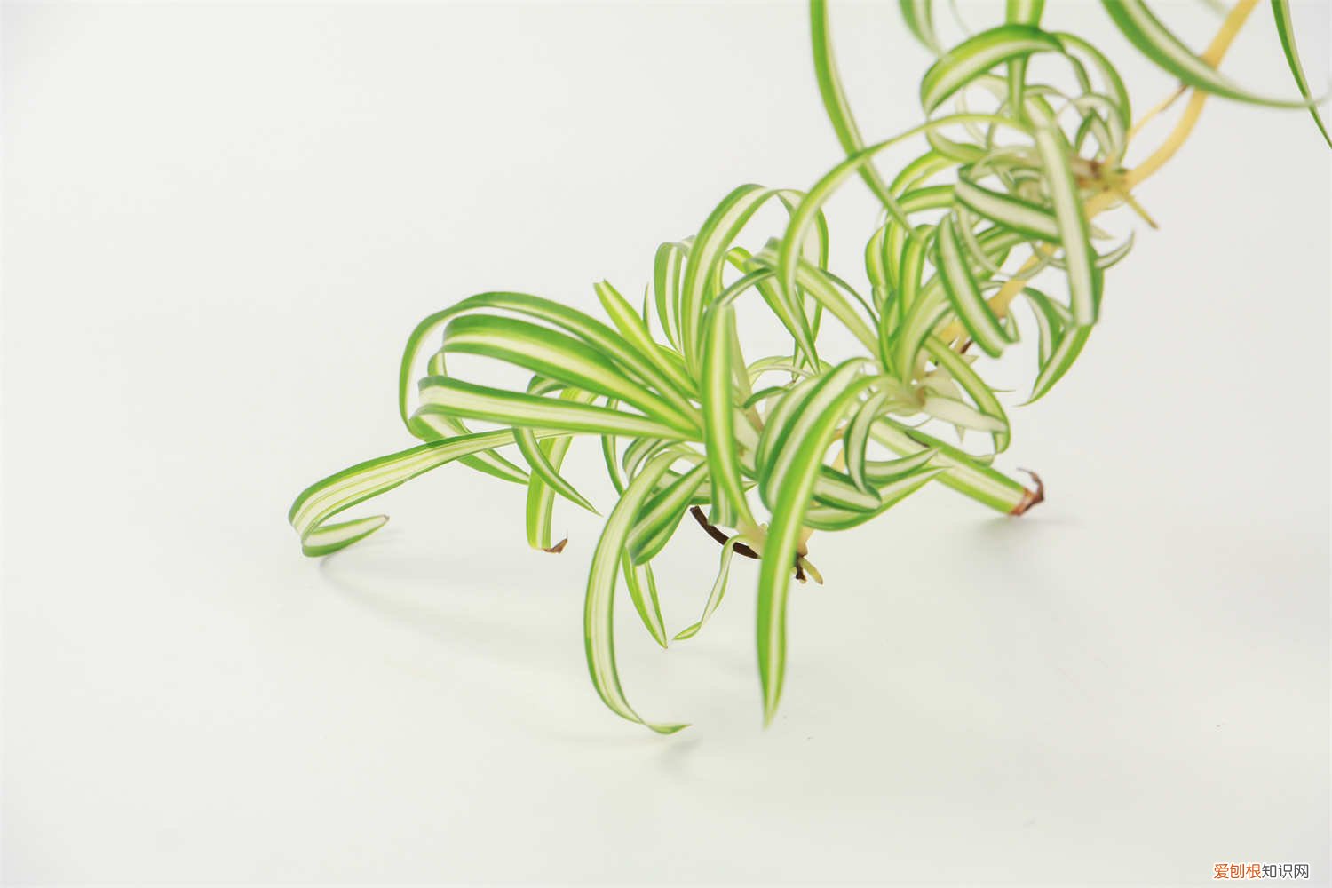 冬天吊兰怎么养才能更旺盛 吊兰怎么养才能更旺盛