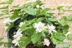 鸡蛋花掉叶子还有救吗 给花吃个鸡蛋，长得嗷嗷旺，叶子绿得冒油！