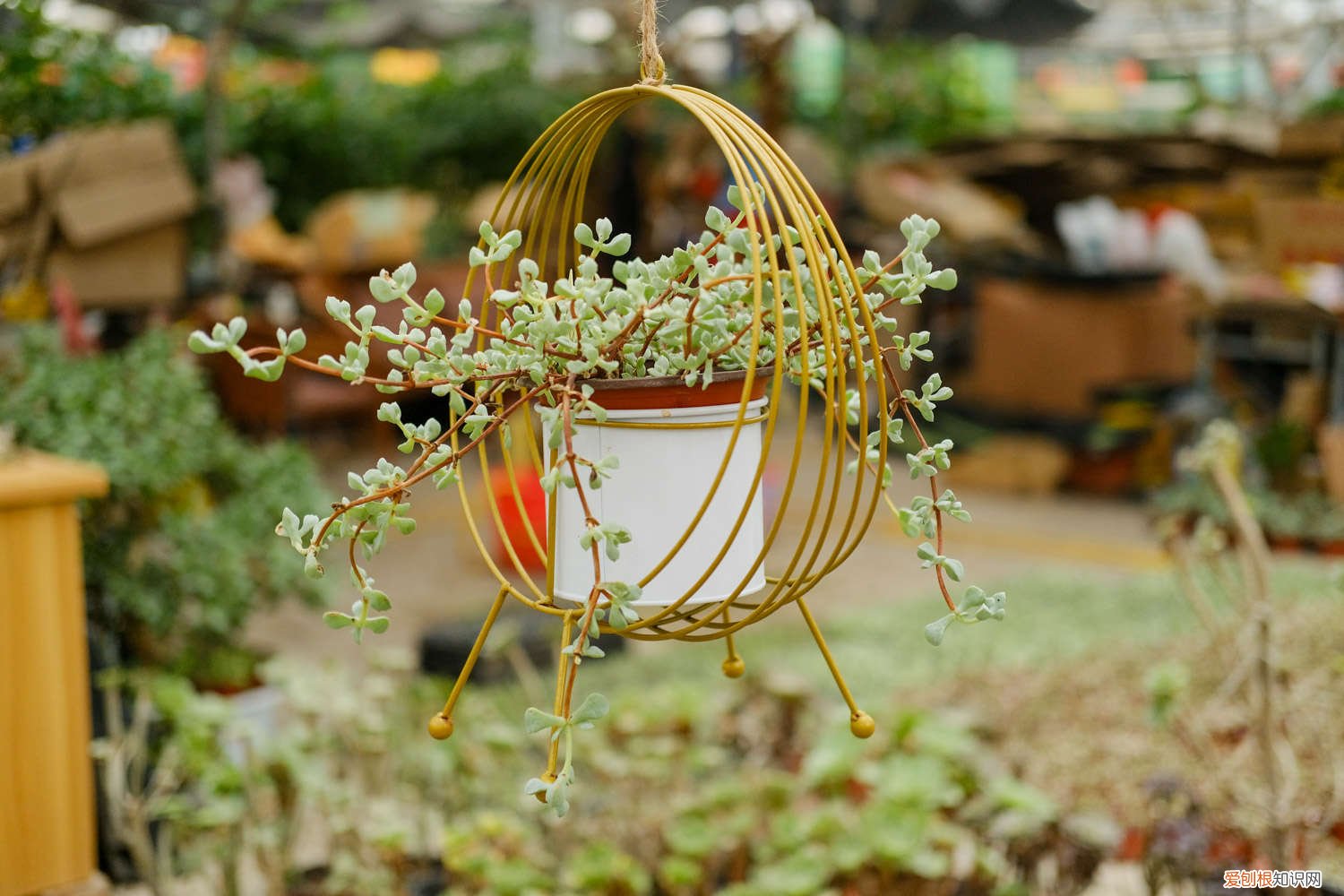 多肉怎么养才能壮和胖 多肉怎么养