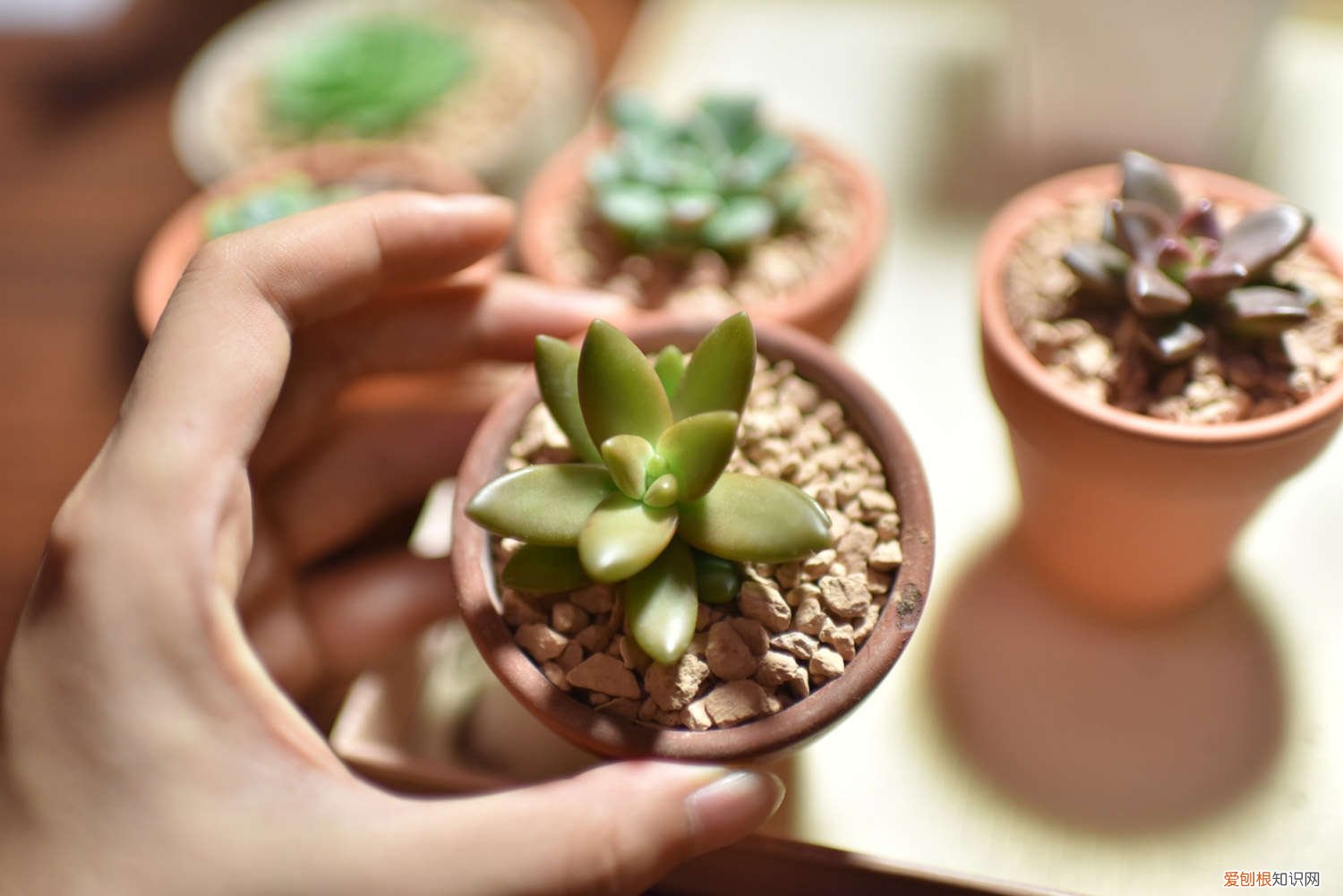 多肉怎么养才能壮和胖 多肉怎么养