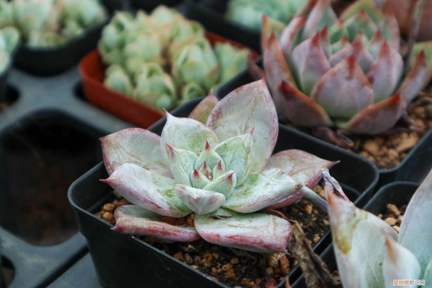 多肉怎么养才能壮和胖 多肉怎么养