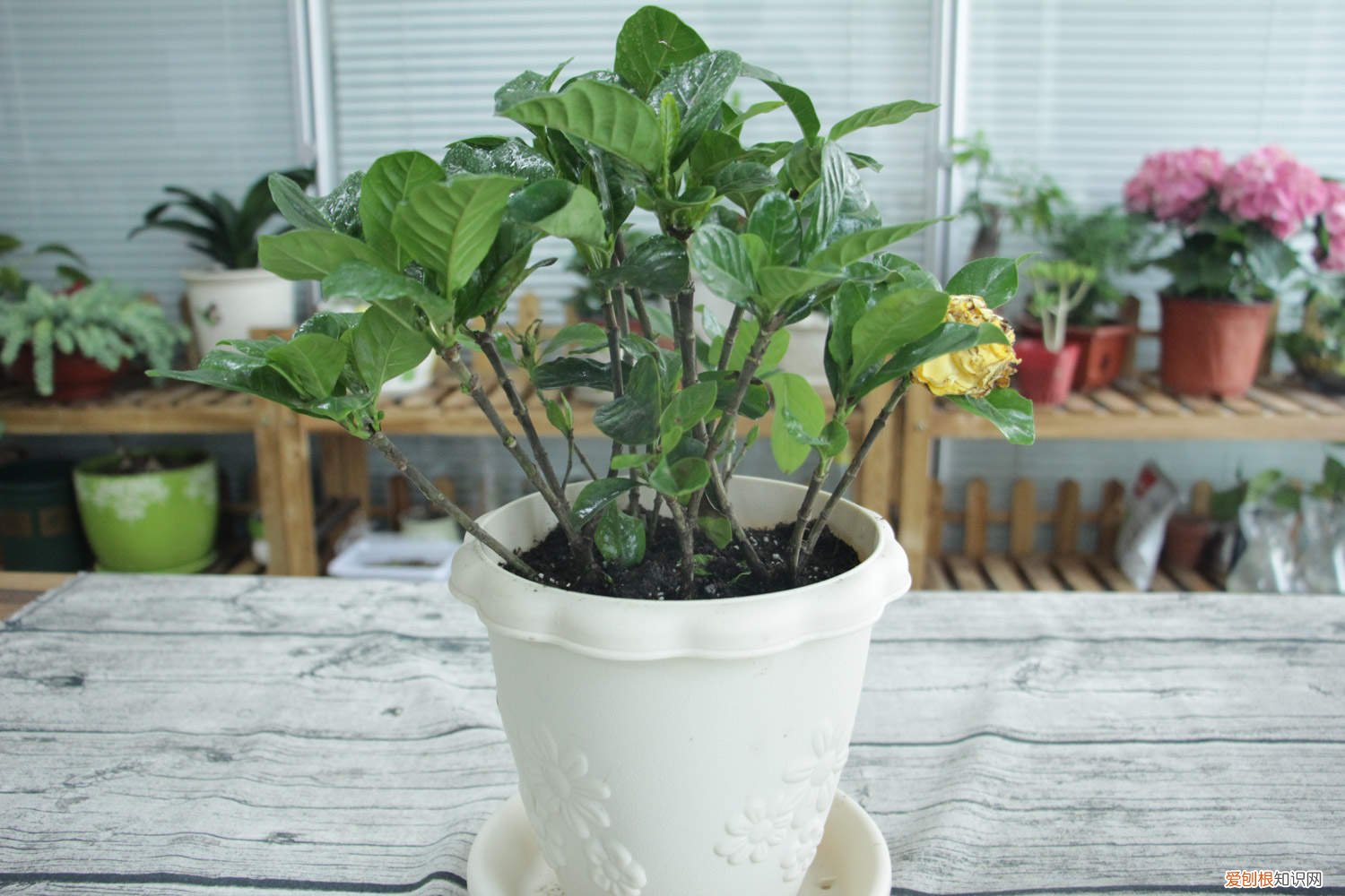 栀子喝点神仙水，立马绿的直冒油，蹭蹭疯长拦不住！