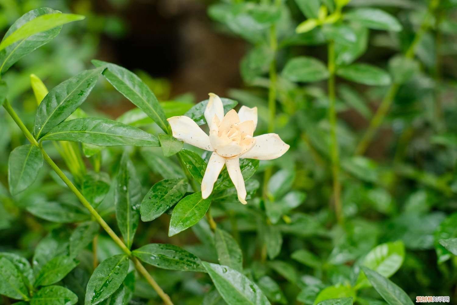 栀子喝点神仙水，立马绿的直冒油，蹭蹭疯长拦不住！