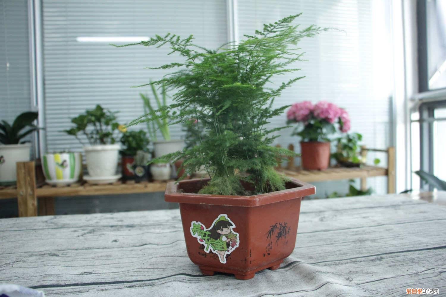 文竹一养就10年，个头猛蹿2层楼，全是因为加了它！