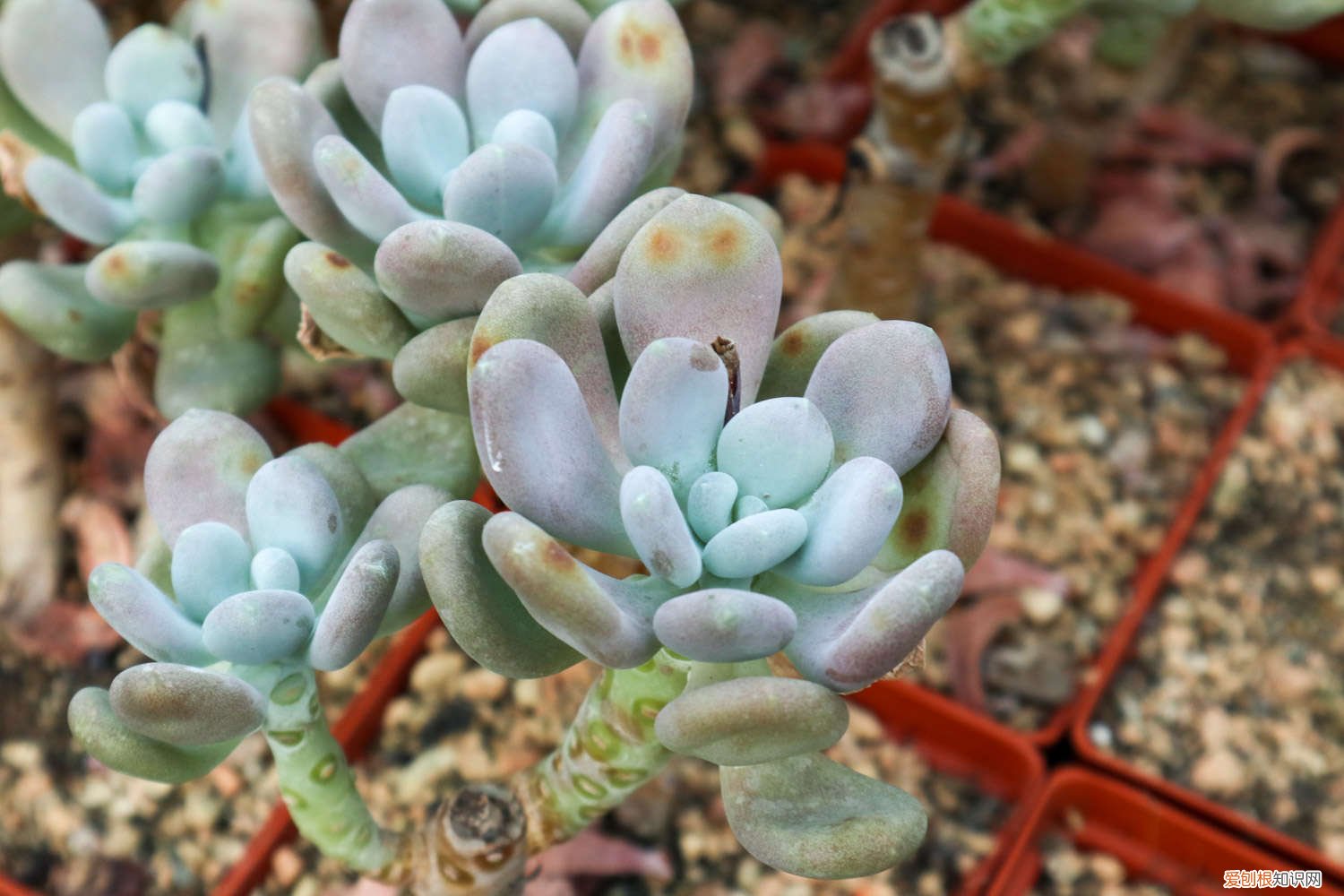 所有多肉都可以养成老桩吗 丹尼尔多肉怎么养，怎么养成老桩