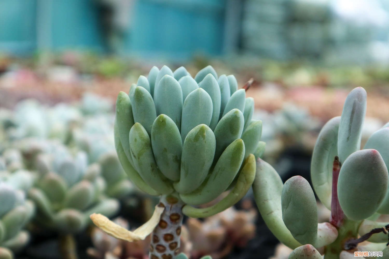 所有多肉都可以养成老桩吗 丹尼尔多肉怎么养，怎么养成老桩