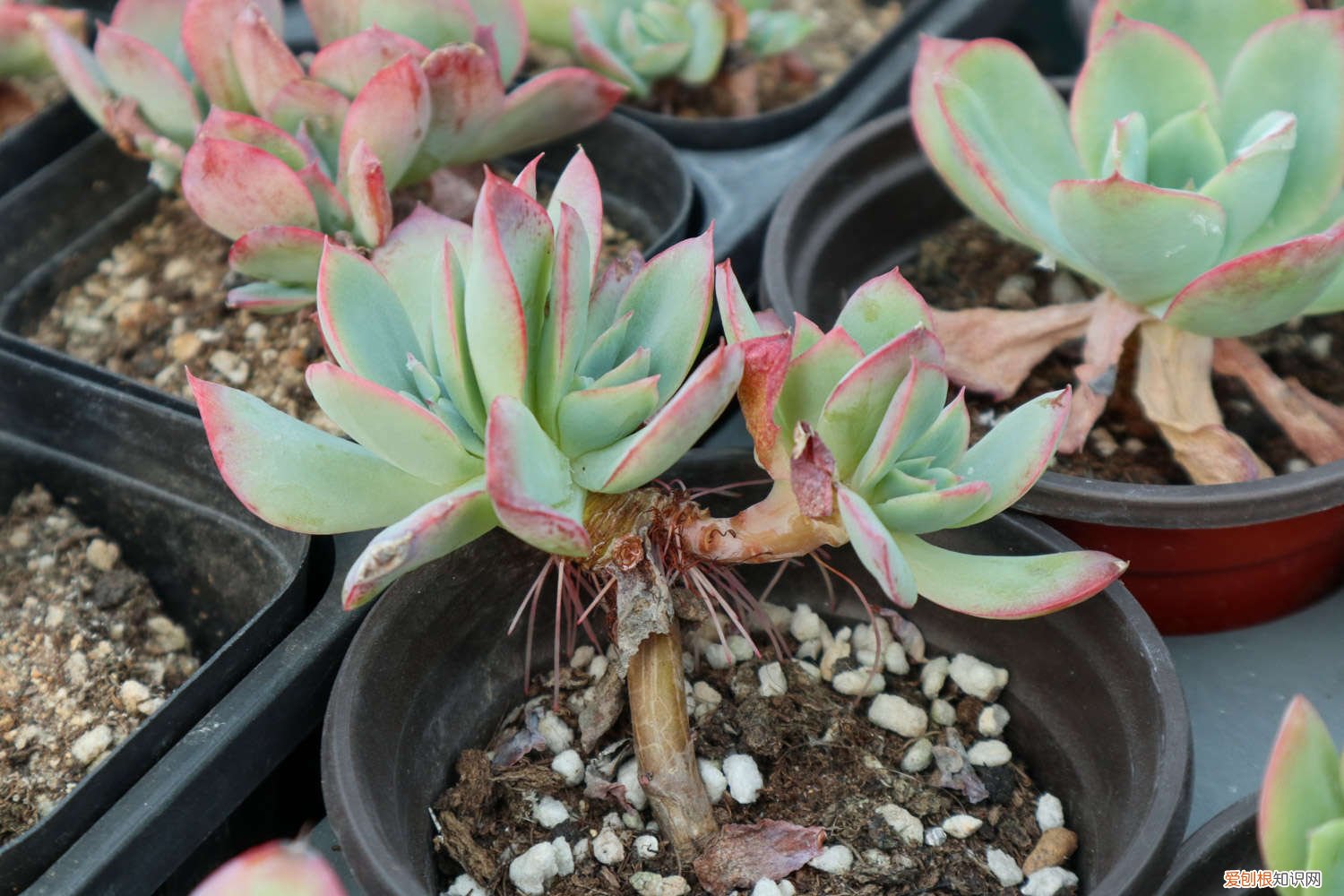 肉肉海豹变蔫怎么办 海豹多肉怎么养，叶子皱了怎么办