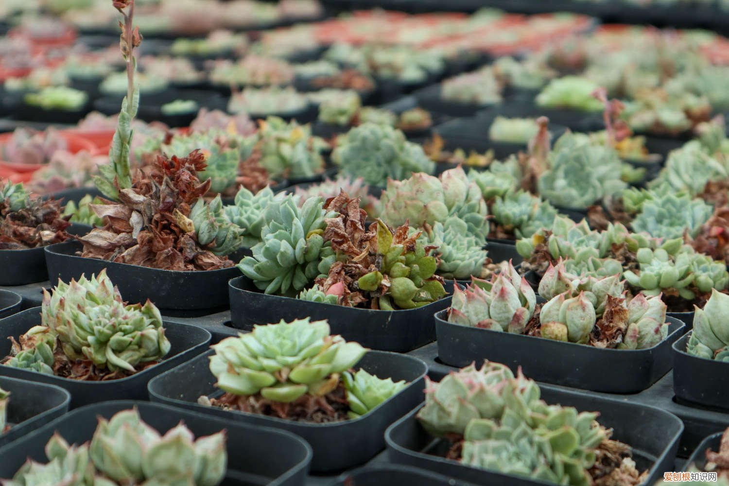 肉肉海豹变蔫怎么办 海豹多肉怎么养，叶子皱了怎么办